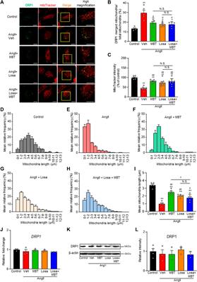 Cardioprotective effects of Moku-boi-to and its impact on AngII-induced cardiomyocyte hypertrophy